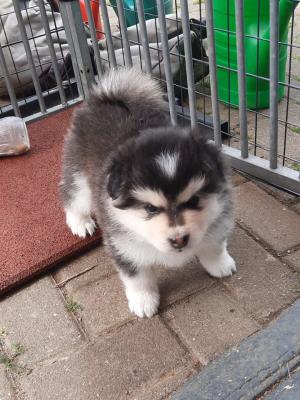 images/J-Wurf/Jennifer Rush/Jennifer-Rush-5-1.jpeg